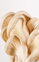 A bunch of oyster mushrooms on a white background. Ripe oyster mushrooms.
