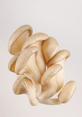 A bunch of oyster mushrooms on a white background. Ripe oyster mushrooms.