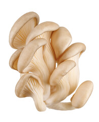 Bunch of oyster mushrooms isolated on a white background. Ripe oyster mushrooms.