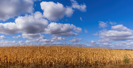 Corn field ready for harvest under blue sky with white clouds © elena_suvorova