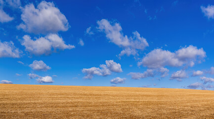 Golden wheat field under the blue sky and white clouds in Ukraine