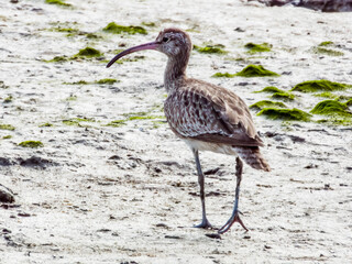 Whimbrel Shorebird in Queensland Australia