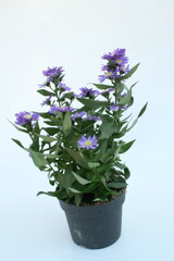 Naklejka na ściany i meble A beautiful, potted plant with purple flowers, adorned with lush green leaves, adds a touch of elegance to any room.
