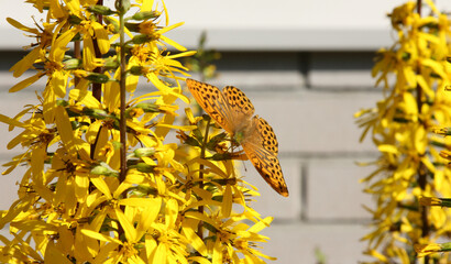 Butterfly on yellow flower