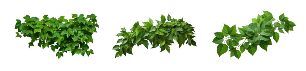 Collection of green leaves of tropical plants bush (Monstera, palm, rubber plant, pine, bird's nest fern). PNG, cutout, or clipping path.