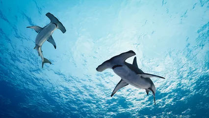 Foto op Canvas Hammerhead shark (Sphyrnidae) swimming in tropical underwaters. 3d illustration rendering © nonnie192