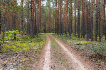 Fototapeta premium path in the woods