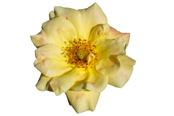 Pale yellow tea rose top view isolate