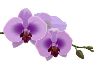 Fototapeta na wymiar Illustration Pink Phalaenopsis orchid flowers on a branch
