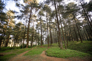 Obraz premium Beautiful dense forest view. Purwokerto Limakuwus pine forest wood background
