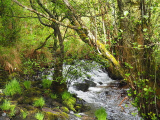saltos de agua en el río catasol discurriendo entre la exuberante vegetación primaveral de los bosques gallegos, mellid, la coruña, galicia, españa