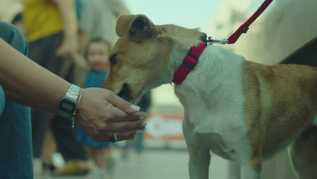 Dog drinking water from woman's hands . Girl giving water from her hand to the thirsty dog . Brown and white jack Russel . Concept of loving , caring , helping animals . Friendship of humans and dogs