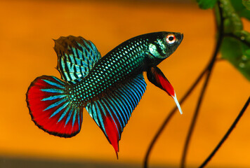 Male Siamese Fighting Fish (Betta Imbellis) isolated on black background.
