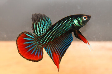 Male Siamese Fighting Fish (Betta Imbellis) isolated on black background.