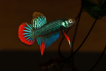 Male Betta Imbellis, Siamese Fighting Fish, Peaceful Betta isolated on black background.