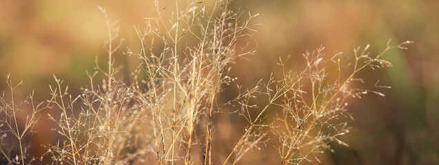 autumn dry grass close up, abstract natural background. Beautiful autumn landscape with grass field. harvest season. banner. template for design