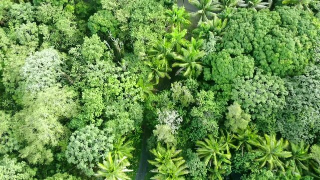 A paved road disappears into the trees of a jungle in south east hawaii island