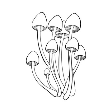 Poisonous mushrooms Mycena renati, hand-drawn doodle sketch with a beautiful cap, family Mycenaceae. Isolated, white background.