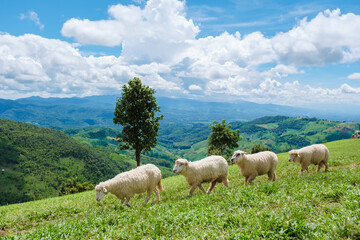 Obraz premium a group of sheeps at a sheep farm in Chiang Rai Northern Thailand Doi CHang mountain