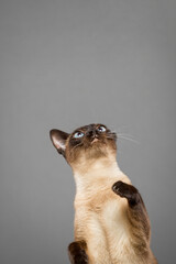siamese cat portrait in the studio on a grey background jumping for something