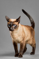 siamese cat standing portrait in the studio on a grey background