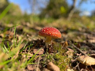 Harvest of Edible Autumn Mushrooms in Forest Woodland