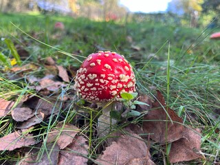 Colorful toadstool on forest floor, surrounded by autumn leaves and foliage