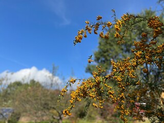 Scenic Beauty with Blue Sky and Yellow Trees