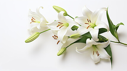 Easter Lily flowers