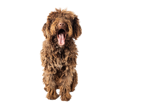 Portrait of a funny Turkish Andalusian dog yawning on a transparent background