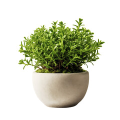 Alfalfa Pot Plant on White Background Isolated on Transparent or White Background, PNG