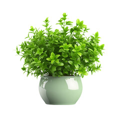 Green Potted Plants on White Background Isolated on Transparent or White Background, PNG