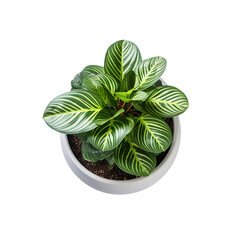 Potted Plant from Above Isolated on Transparent or White Background, PNG