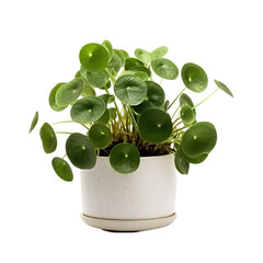 Pilea Peperomioides in White Pot Isolated on Transparent or White Background, PNG