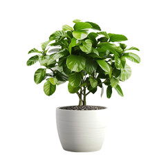 Obraz premium Green Potted Plants on White Background Isolated on Transparent or White Background, PNG