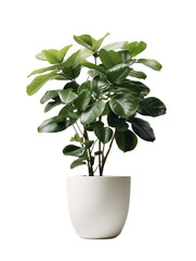 Large Potted Plant with Sparse Foliage: Pure White Isolated on Transparent or White Background, PNG