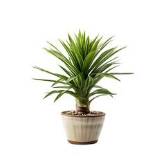 Obraz premium A Potted Yucca Plant Isolated on Transparent or White Background, PNG