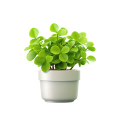 Green Potted Plants on White Background (High Definition) Isolated on Transparent or White Background, PNG