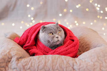 A beautiful gray shorthair cat in a red scarf lies on a pillow. Pet and New Year or Christmas. Cat and festive background