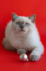 Cute white scottish shorthair kitten with Christmas ball on a red background. Greeting card. Poster. Beautiful kitten.