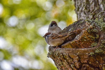 Two sparrows are sitting on a tree