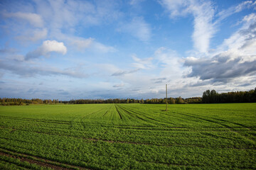 Fototapeta na wymiar Green meadow with blue sky
