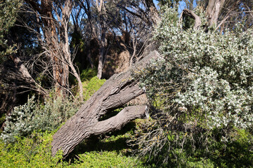 coastal foreshore with windswept tea tree in flower