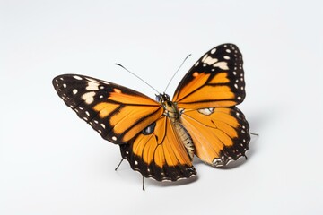 Fototapeta na wymiar Butterfly on clear background. Generative AI