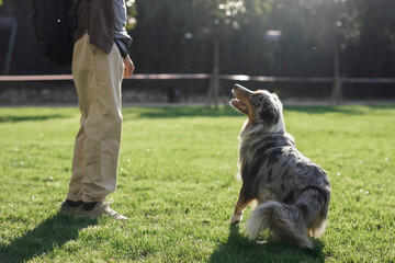 Australian Shepherd looking at owner, green grass on a sunny day