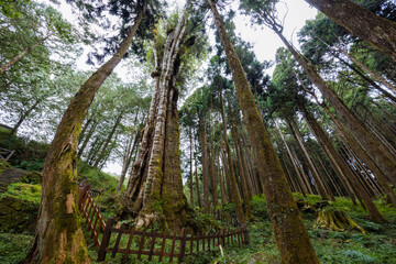 Taiwan Alishan national forest recreation area