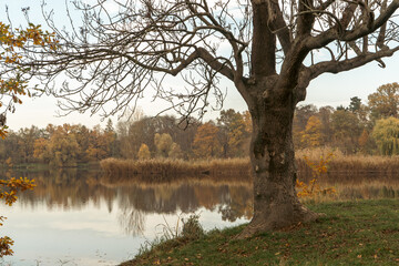 Obraz premium Autumn tree with fallen leaves on the river bank