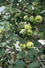 Branch with green apples.