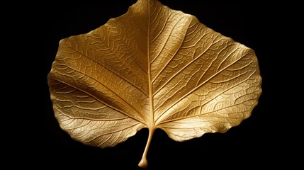 Sacred fig leaf in gold leaf. Isolated against a bLack background.