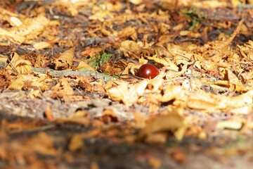 a ripe chestnut fallen from a tree lies on the ground among the autumn foliage